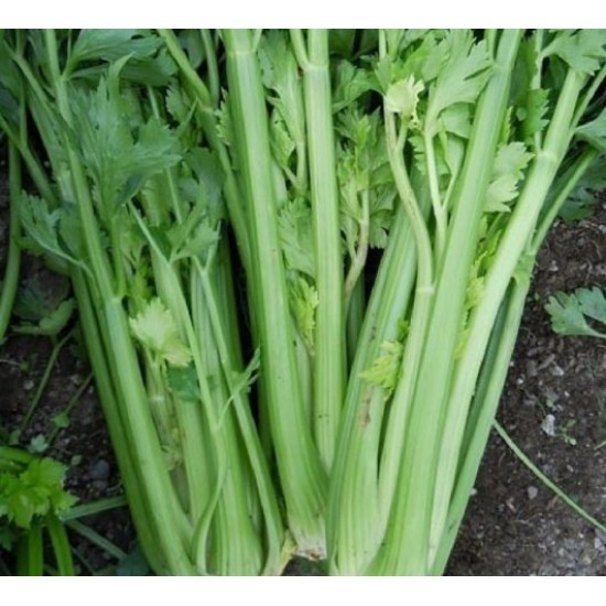 Дръжкова целина Юта (Tall UTAH)