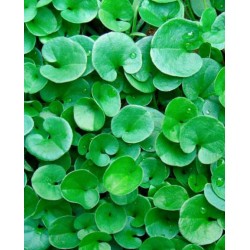 Тревна смес некосяща се Дихондра (Dichondra Repens)