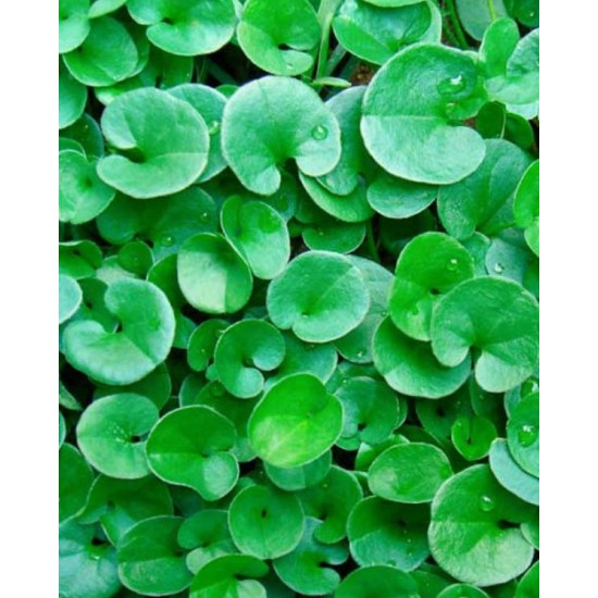 Тревна смес некосяща се Дихондра (Dichondra Repens)
