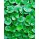 Тревна смес некосяща се Дихондра (Dichondra Repens)