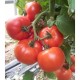 Домати Синьора (Signora F1)