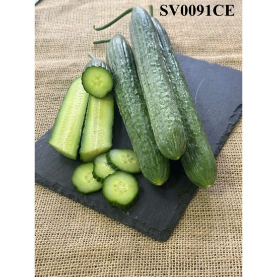 Краставици SV0091CE F1