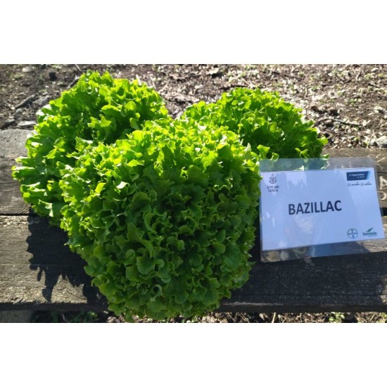 Салата Базилак (Bazillac)