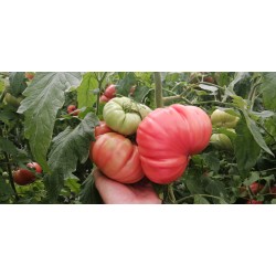Домати Бъфало пинк (Bufalo pink F1 - HMC44169 F1)