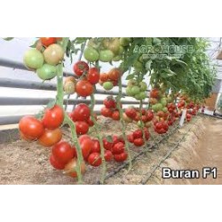 Домати Буран(Buran F1)