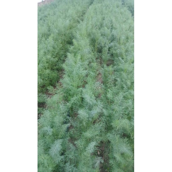 Копър Елмаз (Dill Elmaz)