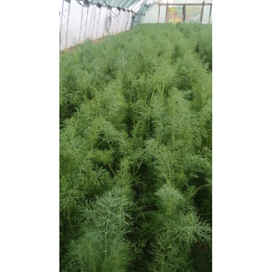 Копър Елмаз (Dill Elmaz)