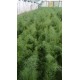 Копър Елмаз (Dill Elmaz)