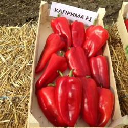 Пипер Каприма (Caprima F1)