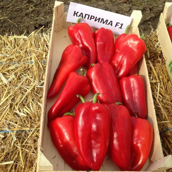 Пипер Каприма (Caprima F1)