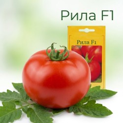 Домати Рила (Rila F1)