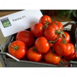 Домати Варела (Varella F1)