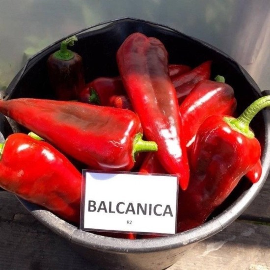 Пипер Балканика F1 (Balcanica F1)