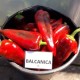 Пипер Балканика F1 (Balcanica F1)