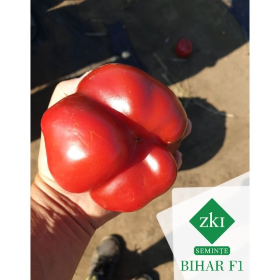 Пипер Бихар F1 (Bihar F1)