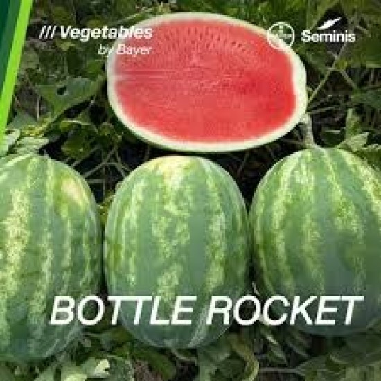 Дини Ботъл рокет (Bottle Rocket F1)