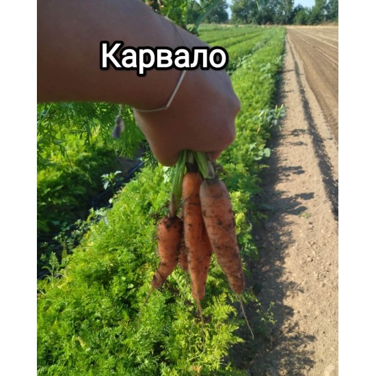 Моркови Карвало F1 (Carvalo F1)