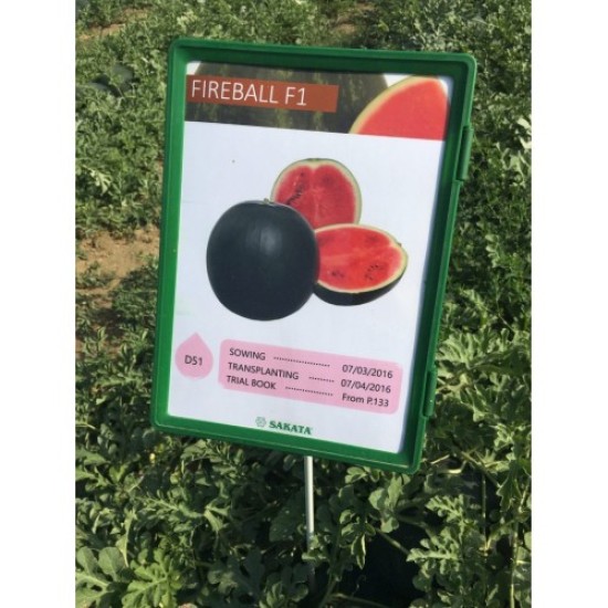 Дини Файър Бол (Fire Ball F1)