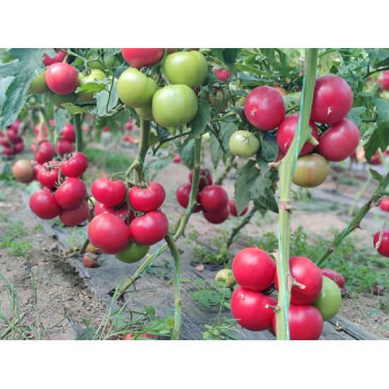 Домати Хъни Лили F1 / Honey Lili F1 /