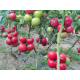Домати Хъни Лили F1 / Honey Lili F1 /