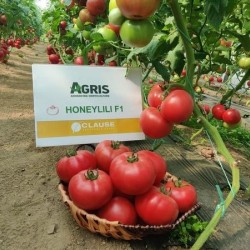 Домати Хъни Лили F1 / Honey Lili F1 /
