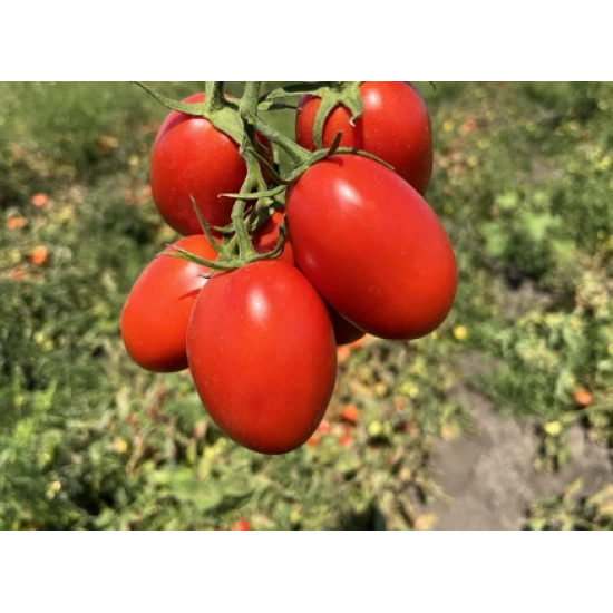 Домати Инципит F1 ( Incipit F1 )