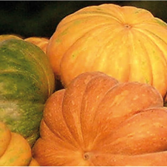 Тикви Мускат де Прованс  (Muscat de Provence F1)