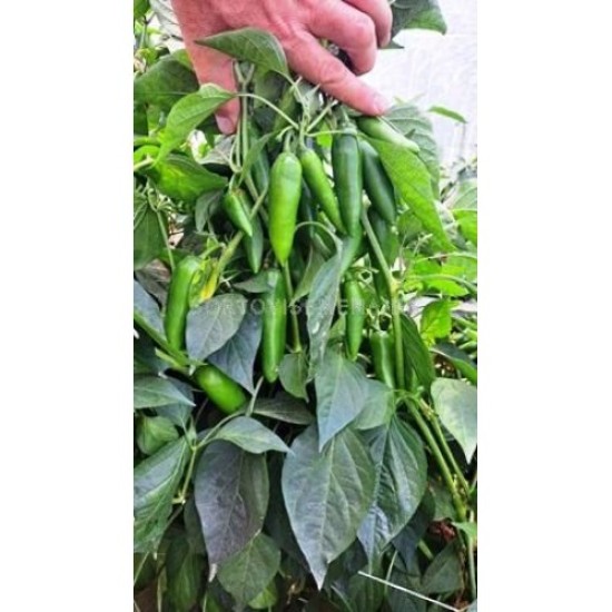 Пипер 143-142 F1 (Jalapeno 143-142 F1)