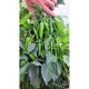 Пипер 143-142 F1 (Jalapeno 143-142 F1)