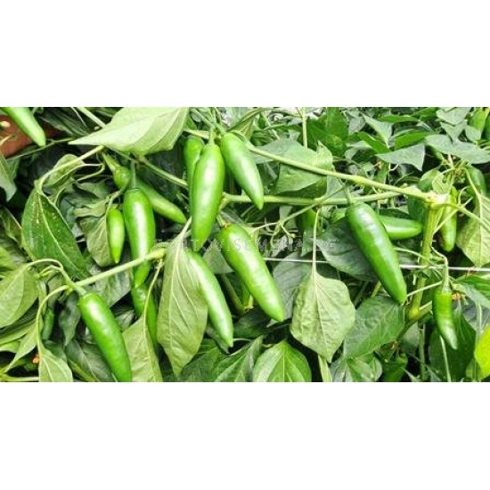 Пипер 143-142 F1 (Jalapeno 143-142 F1)