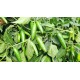 Пипер 143-142 F1 (Jalapeno 143-142 F1)