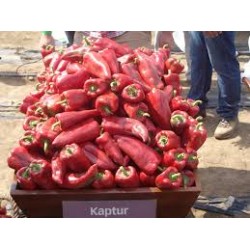 Пипер Каптур (Kaptur F1)