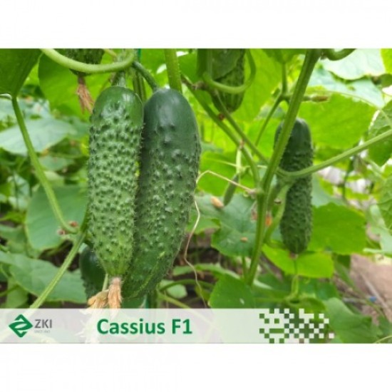 Корнишони Касиус F1 ( Cassius F1 )
