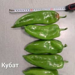 Пипер Кубат F1 (Kubat F1 /SVPP8761/)
