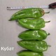 Пипер Кубат F1 (Kubat F1 /SVPP8761/)