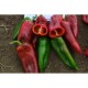 Пипер Кубат F1 (Kubat F1 /SVPP8761/)