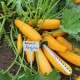 Тиквички Лемона (Lemona F1)
