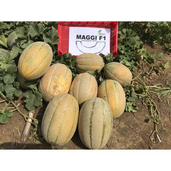 Пъпеши Маги (Maggi F1)