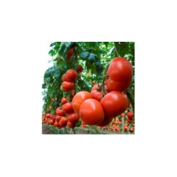 Домати Махитос F1 ( Mahitos F1 )