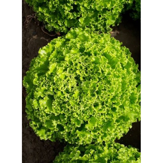 Салата Океанис (Okeanice F1)