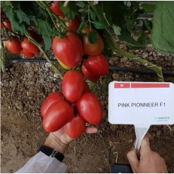 Домати Пинк Пионер (Pink Pionerr F1)