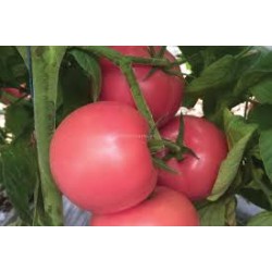 Домати Пинк Ай ДИ(Pink ID F1)