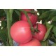 Домати Пинк Ай ДИ(Pink ID F1)