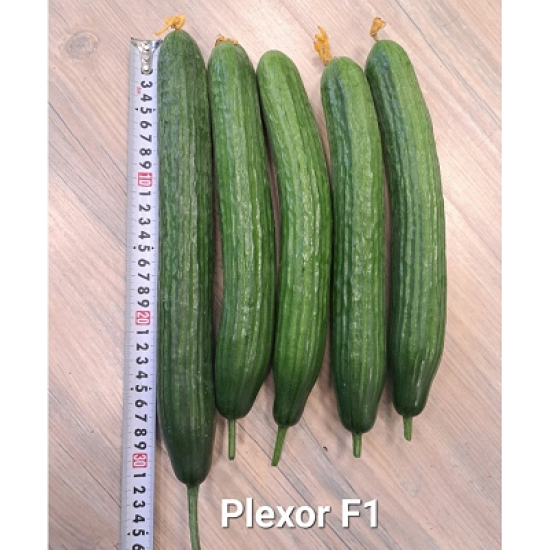 Краставици Плексор F1 (Plexor F1)