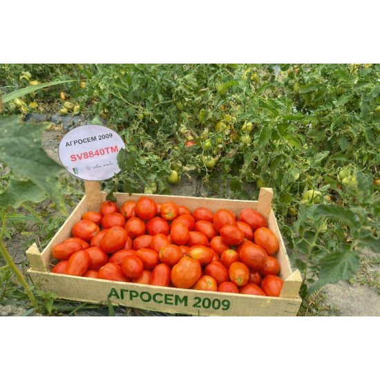 Домати SV8840TM F1