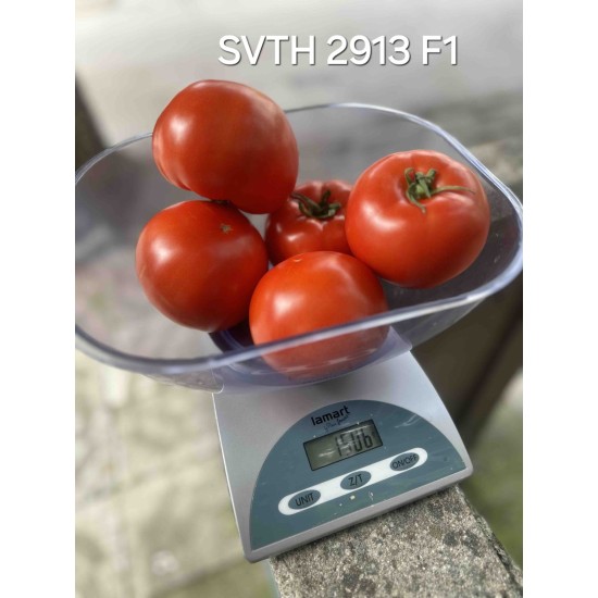 Домати SVTH2913 F1