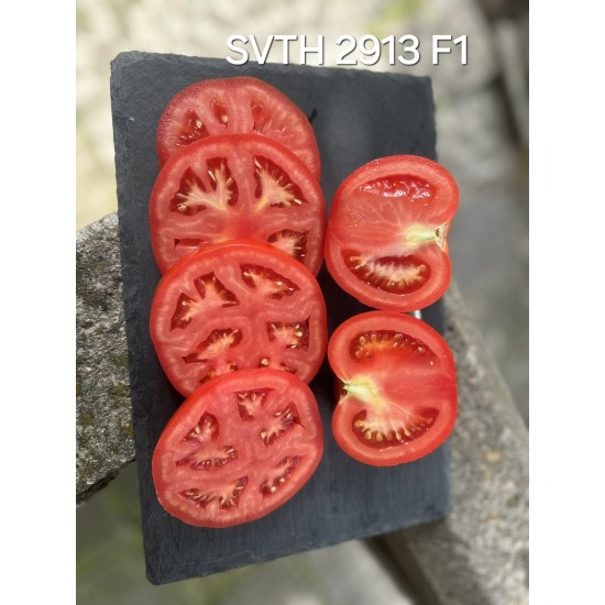 Домати SVTH2913 F1