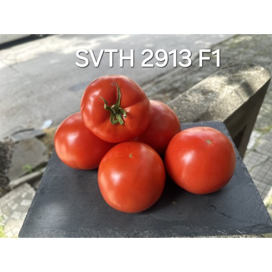 Домати SVTH2913 F1