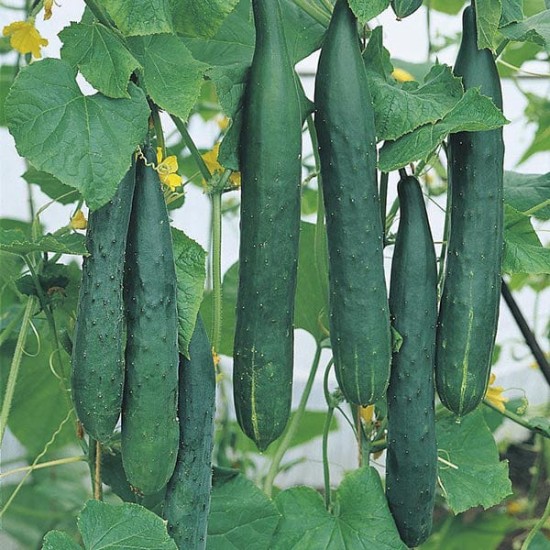 Краставици Тести Грийн (Tasty green F1)