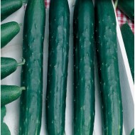 Краставици Тести Грийн (Tasty green F1)